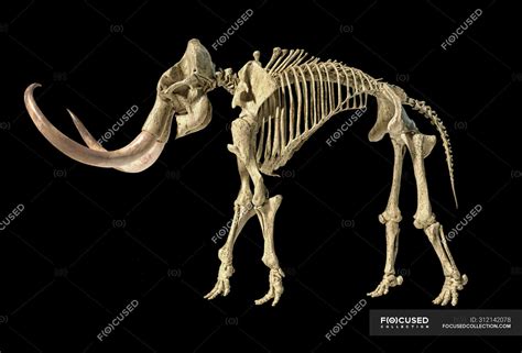 Woolly mammoth skeleton, realistic 3d illustration, side view on black background. — body ...