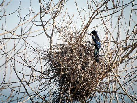 Magpie Nesting (All You Need To Know) | Birdfact