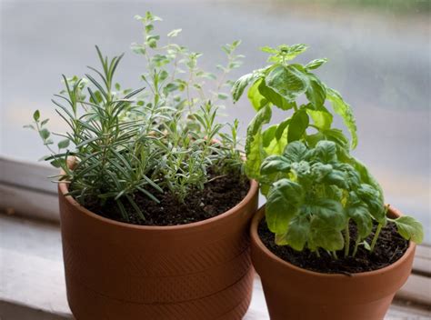 herb container gardens - Cookie and Kate