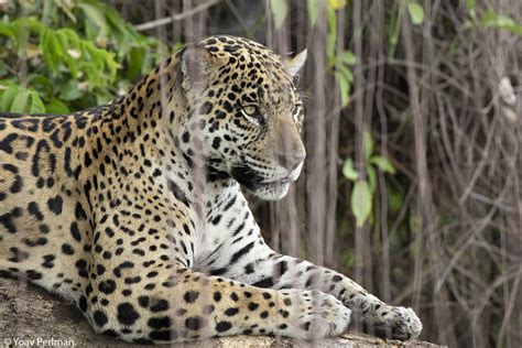 Jaguars of the Pantanal | Focusing on Wildlife