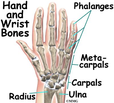 Wrist Anatomy | eOrthopod.com