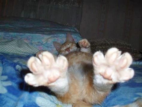 Stretching cat | Cats, Funny animals, Animals beautiful