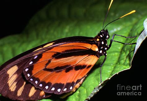 Rainforest Butterfly Photograph by Thomas R Fletcher | Fine Art America