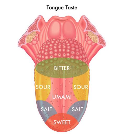 Tongue taste stock vector. Illustration of surface, perception - 63833407 | Basic anatomy and ...