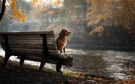 Serene Beagle on a Bench – HD Wallpaper by Averyanova Anna