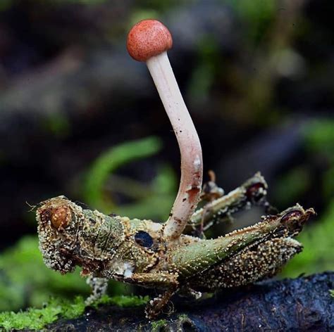 The Cordyceps fungus infects and controls insects. Turning them into something similar to the ...