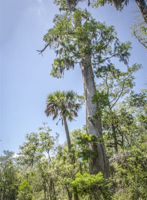 Old Cypress and Palm | Florida Paddle Notes