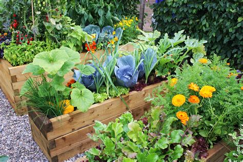 Tips for Starting a Home Vegetable Garden | Eco Talk