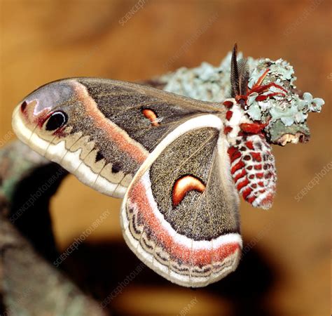 Cecropia Moth (Hyalophora cecropia) - Stock Image - Z355/1271 - Science Photo Library