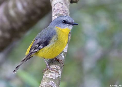 Eastern Yellow Robin Photos - Photographs - Pictures