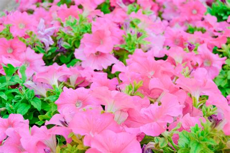 Beautiful pink flowers in garden Free Photo Download | FreeImages