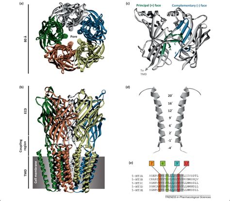 5 HT3 receptor ~ Detailed Information | Photos | Videos