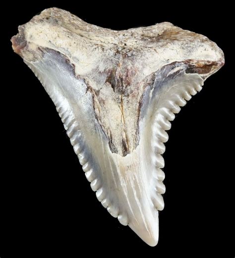 Bargain, 1.13" Hemipristis Shark Tooth Fossil - Virginia For Sale (#52064) - FossilEra.com