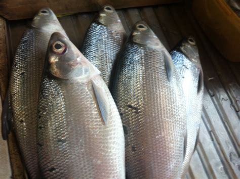 Misspressy's Kitchen: Bangus Relleno Or Stuffed Milkfish