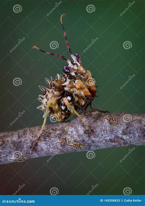 Spiny Flower Mantis stock image. Image of nature, spiny - 145558833