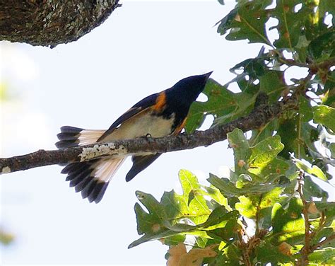 Central Valley Rarities - Central Valley Bird Club | California Bird ...