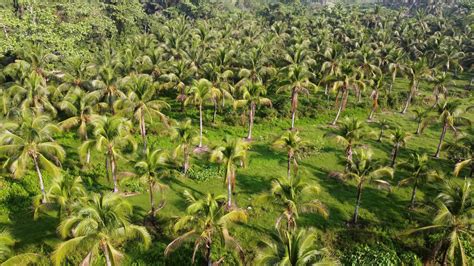 Aerial view coconut plantation 8617076 Stock Video at Vecteezy