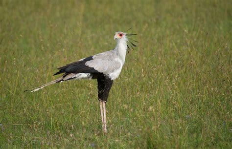 Birding Serengeti – Birds of Serengeti National Park