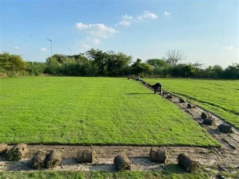 Green Cricket Ground Natural Grass, 4 Feet at ₹ 11/sq ft in New Delhi ...