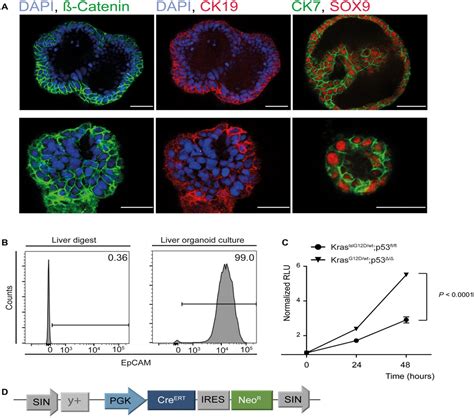 Murine Liver Organoids as a Genetically Flexible System to S ...