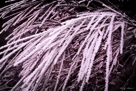 Hoarfrost - Plant & Nature Photos - Ralf's Pics