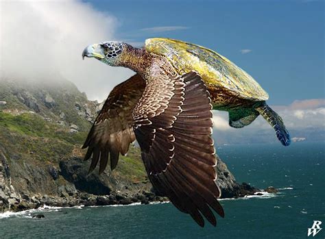 Flying turtle by Dwarf4r on DeviantArt