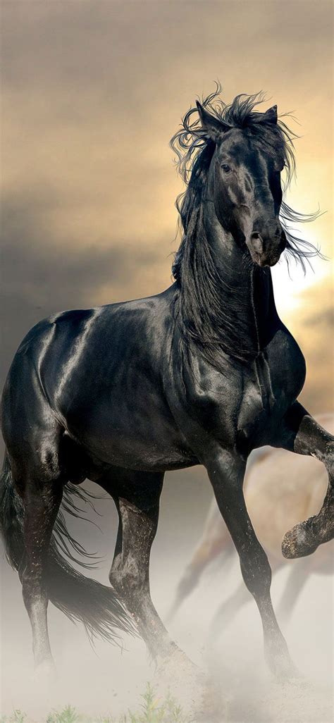 IPhone Full Horse, Horse Collage HD phone wallpaper | Pxfuel