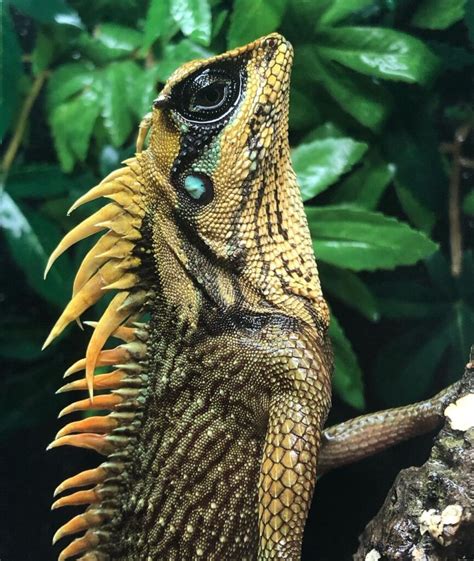 Mountain Horned Lizard - Learn About Nature