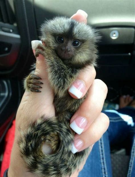 Full grown finger monkey | Cute baby animals, Cute animals, Pet monkey