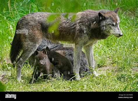 Timberwolf, American wolf (Canis lupus occidentalis) pups with adult at den, Germany Stock Photo ...