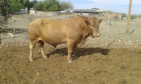 4 Kommersiele tuli... - Tuli Cattle Breeders' Society of SA