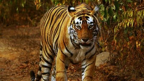 50 years of Project Tiger; here’s what it is and significance | Today News