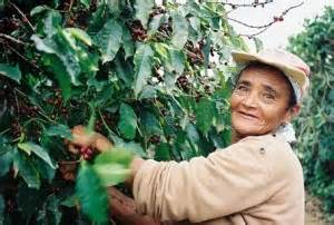 Conab Sees Brazil Coffee Harvest in 2013-14 At 48.6M Bags | Spilling the Beans