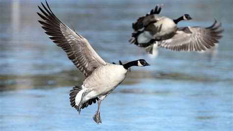 Great Lakes - St. Lawrence — Ducks Unlimited Canada