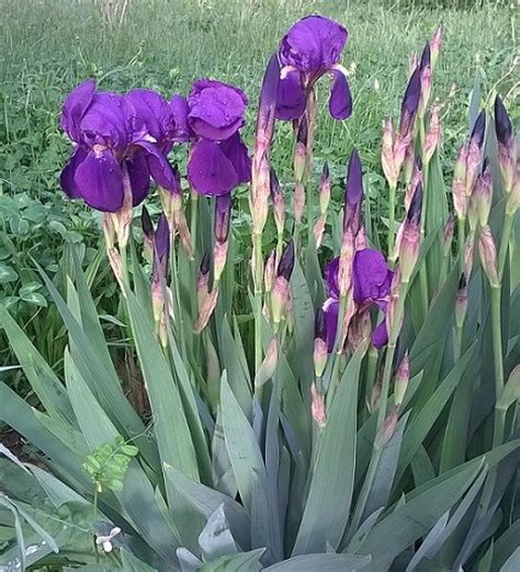 Poze Blog: Imagini Cu Flori De Iris