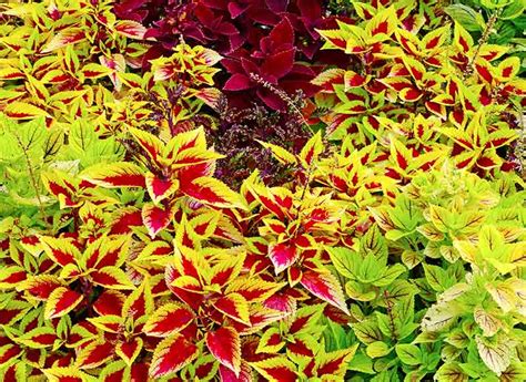 How to Create a Shade Garden with Coleus