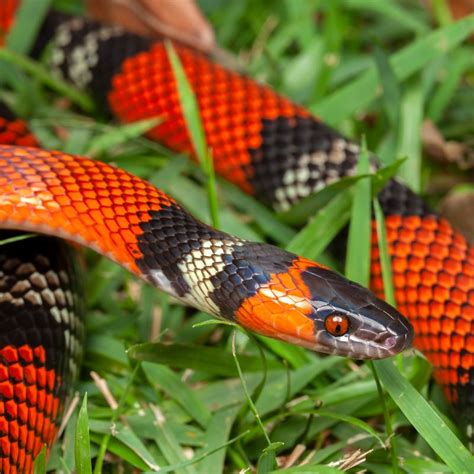 Dangerous Wildlife Cancun Travelers Should Watch Out For While On Vacation - Cancun Sun