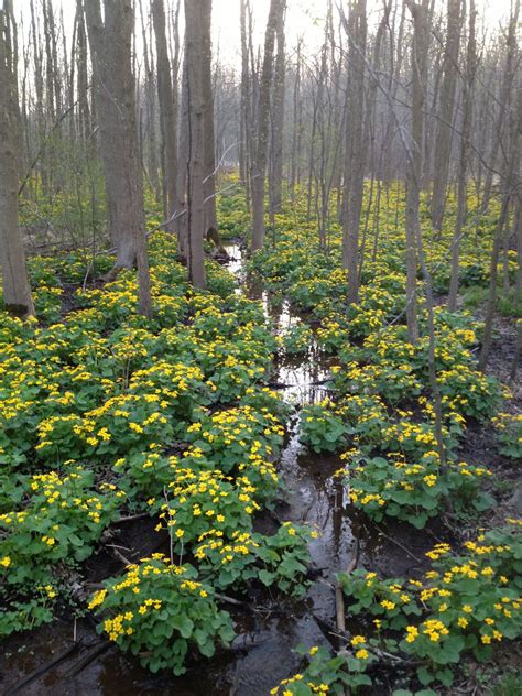 Asbury Woods Trails | Asbury, Trail, Bike trails