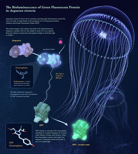 The Bioluminescence of Green Fluorescent Protein in Aequorea victoria ...