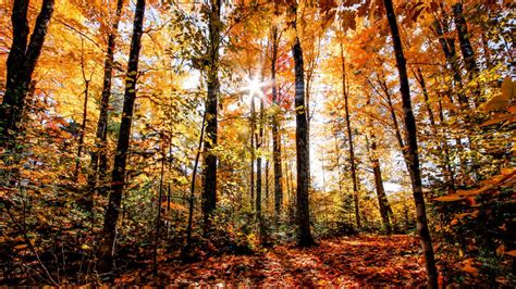 Where to see the best fall foliage in Pennsylvania this week