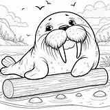 Walrus Coloring Pages  Coloring Gem sketch template