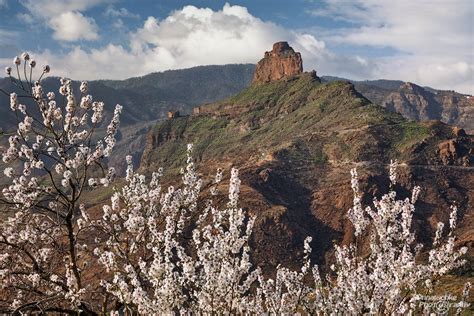 Blooming Almond Trees | Gran Canaria | Spain | Europe | Synnatschke Photography