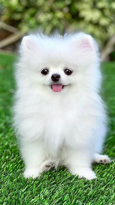 Cute Dog For, White Pomeranian, pet dog, pet animal, HD phone wallpaper | Peakpx