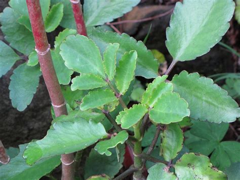 Kalanchoe pinnata: características y cuidados | Ciber Cactus