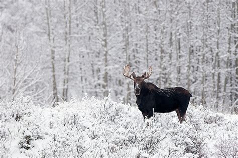 Moose …… it must be tough for them in winter! | West Nipissing ATV Club