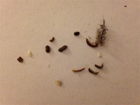 Bed Bug Eggs Vs Carpet Beetle Eggs - Carpet Vidalondon