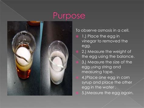 Egg osmosis experiment