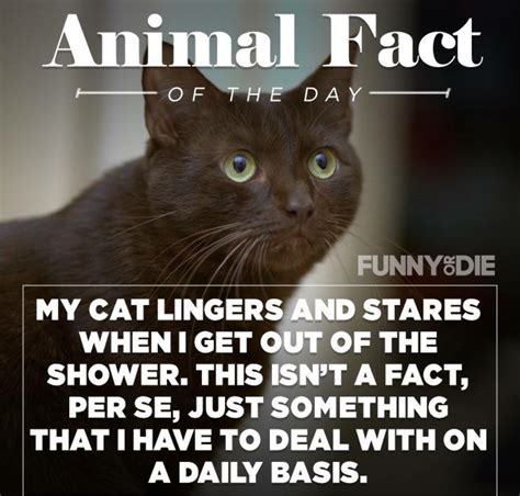 25 Funny Animal Facts That Might Make You Pee a Little