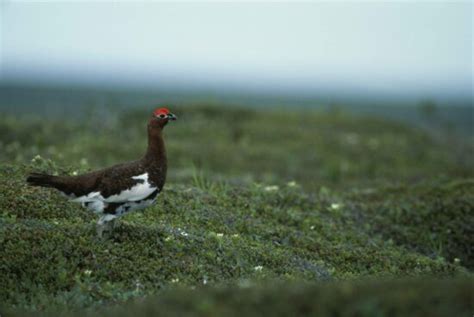 Free picture: willow, ptarmigan, willow, grouse, bird, lagopus lagopus, standing, snow