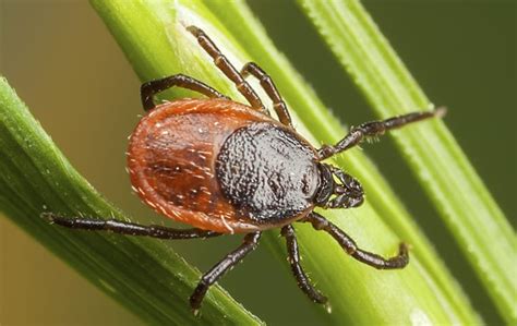 A Guide To Fleas & Ticks In Boca Raton & Lake Worth, FL | Pest-Aside